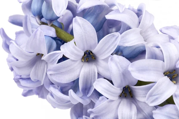 Våren blommor av hyacint på vit bakgrund, närbild — Stockfoto