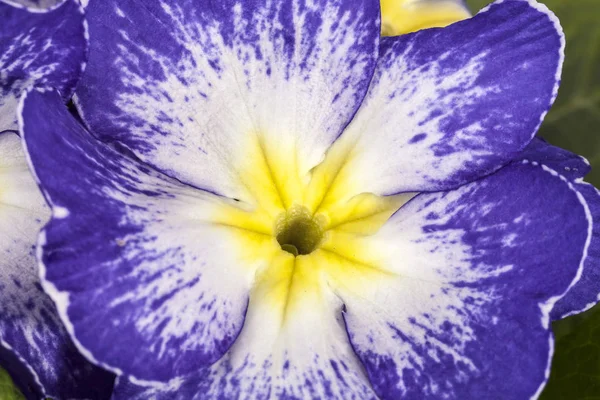 Весняна квітка фіолетового Примули вульгарні — стокове фото