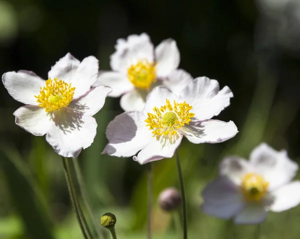 Some flowers of Japanese anemone in garden — Stock Photo, Image