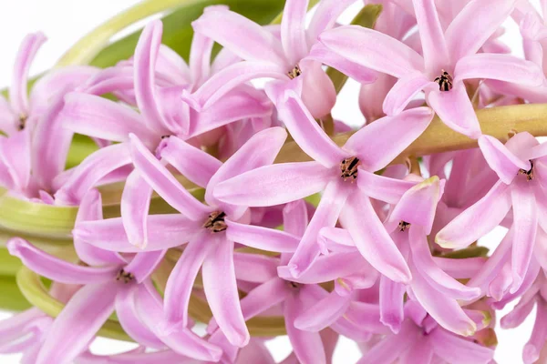 Spring flowers of Hyacinth on white  background — Stock Photo, Image
