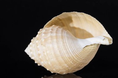Siyah arka plan üzerine izole deniz salyangoz kabuğunun denize yakın çekim