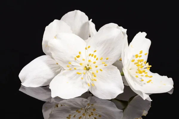 Gelsomino fiori bianchi isolati su sfondo nero — Foto Stock