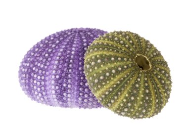 Beyaz arka plan üzerinde izole deniz kabukları, deniz kestanesi (Echinoidea)