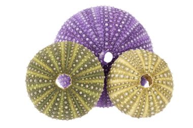 Beyaz arka plan üzerinde izole deniz kabukları, deniz kestanesi (Echinoidea)