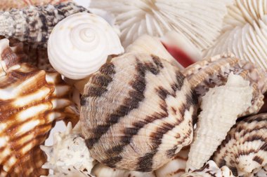 Arka planını çeşitli deniz kabukları .