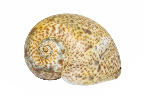 Single  sea shell  of marine snail isolated on white  background — Stock Photo, Image