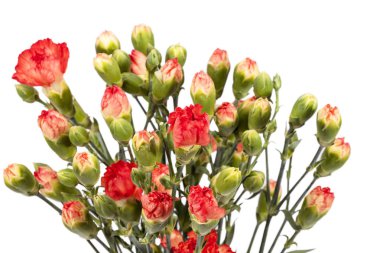 Kırmızı karanfil (Dianthus caryophyllus) beyaz arka plan üzerinde izole buket.