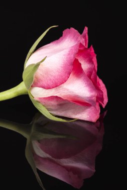 Pembe Gül siyah arka plan üzerine izole tek çiçek