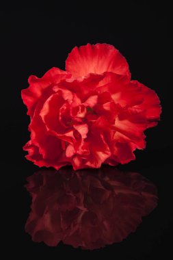 Siyah arka plan üzerine izole kırmızı karanfil çiçek
