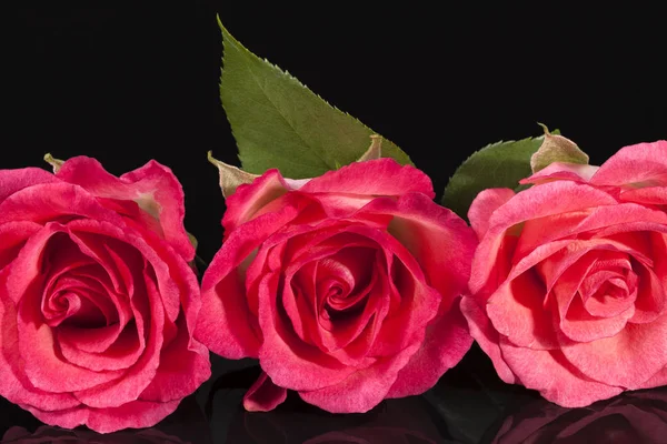 Composition of flowers pink roses on black  background — Stock Photo, Image