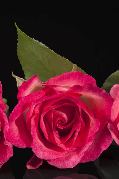 Einzelne Blume von rosa Rose isoliert auf schwarzem Hintergrund — Stockfoto