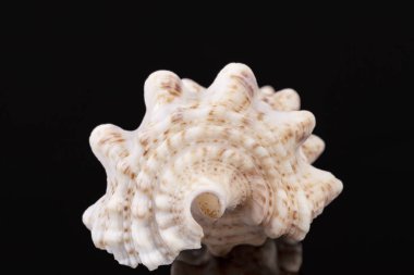 Siyah arka plan üzerine izole burgu salyangoz, deniz kabukları