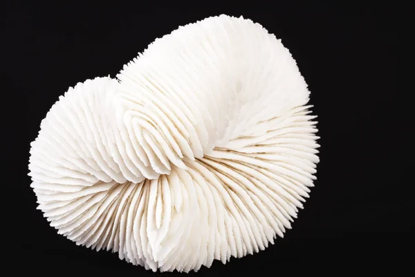 Sea shell of fungia coral isolated on black background — Stock Photo, Image