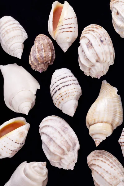 Group of she shells of marine snails isolated on black background — Stock Photo, Image