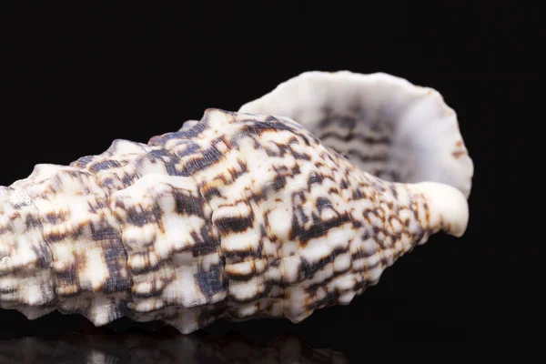 Морська оболонка равлика шнека ізольована на чорному тлі — стокове фото