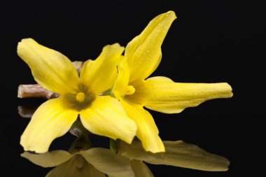 Hor çiçeği siyah arka plan üzerine izole sarı bahar çiçekleri