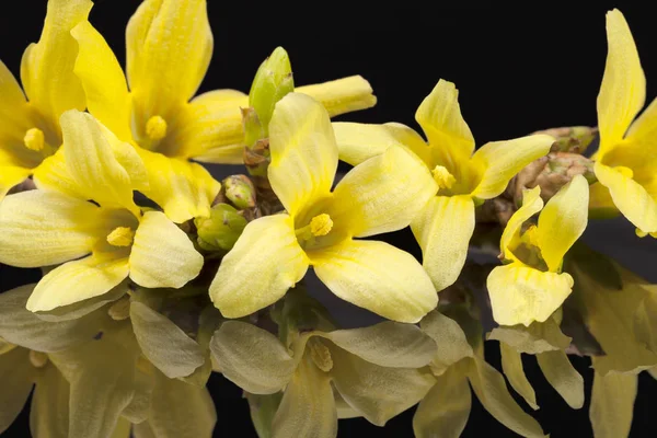 Yellow spring flowers of Forsythia isolated on black background — Stock Photo, Image