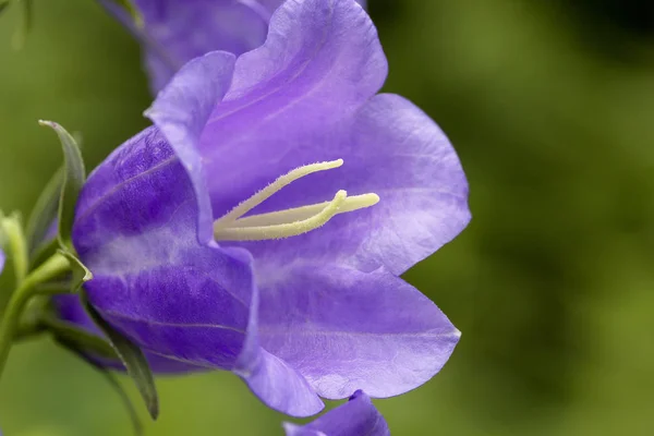 Violet flowers of blooming bellflower in garden — Stock Photo, Image