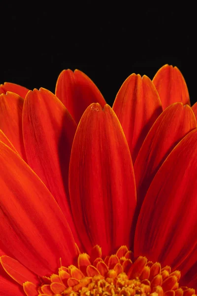 Singolo fiore di gerbera rosso su sfondo nero — Foto Stock