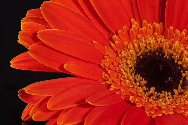 Singolo fiore di gerbera rosso su sfondo nero — Foto Stock