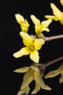Hor çiçeği siyah arka plan üzerine izole sarı bahar çiçekleri