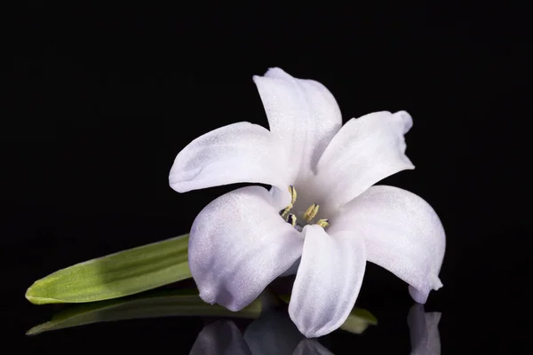 黒の背景に分離されたシングル スプリング ライラックの花ヒヤシンス — ストック写真