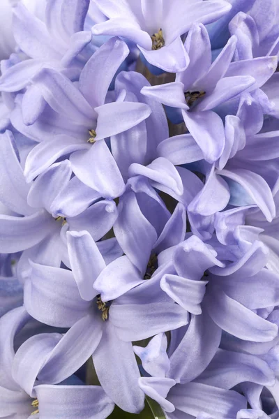 Våren blommor av hyacint på vit bakgrund, närbild — Stockfoto