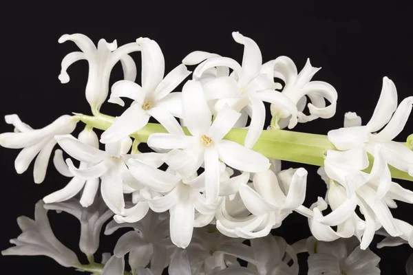 黒の背景に分離された白のヒヤシンスの春の花 — ストック写真