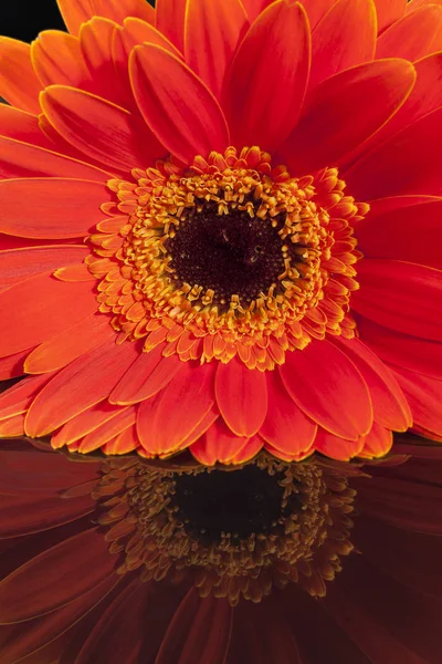 Singolo fiore di gerbera rosso su sfondo nero — Foto Stock