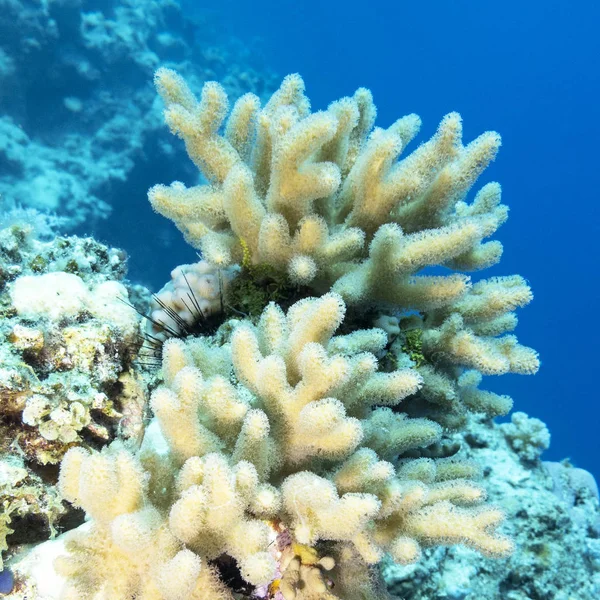 Кораловий риф з великим жовтим грибом шкіряний корал, під водою — стокове фото
