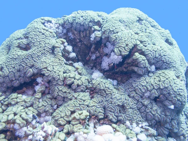 Récif corallien au fond de la mer tropicale — Photo