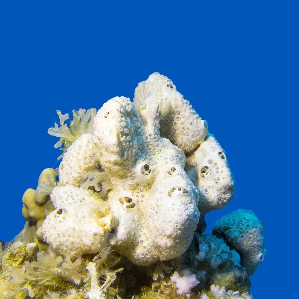 Esponja do mar branco no mar tropical em um fundo de água azul — Fotografia de Stock