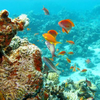 Mercan balıklar scalefin anthias içinde tropikal deniz balık ile