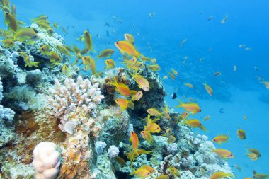 renkli mercan resif balıkları scalefin anthias içinde tropikal deniz balık ile