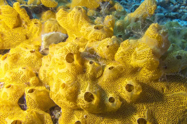 Recife de coral com grande esponja marinha amarela no mar tropical, subaquático — Fotografia de Stock