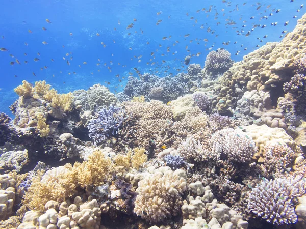 Korallenriff am Grund des tropischen Meeres, unter Wasser. — Stockfoto