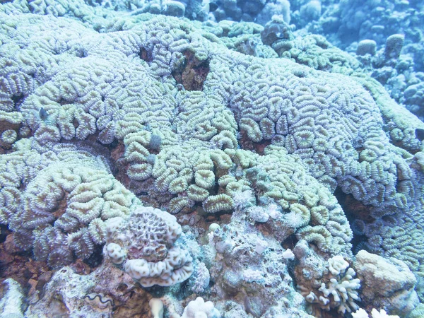 サンゴ礁熱帯の海、水中の下部に. — ストック写真