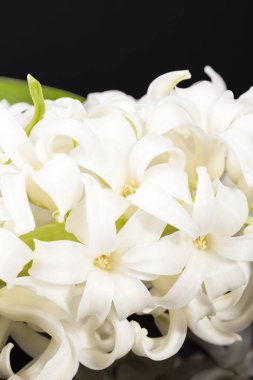 Bahar çiçek siyah arka plan üzerine beyaz sümbül izole