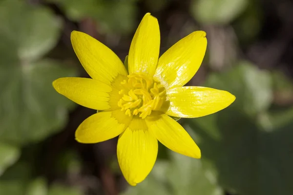 Single yellow  spring flower Anemone hepatica in the garden — Stock Photo, Image