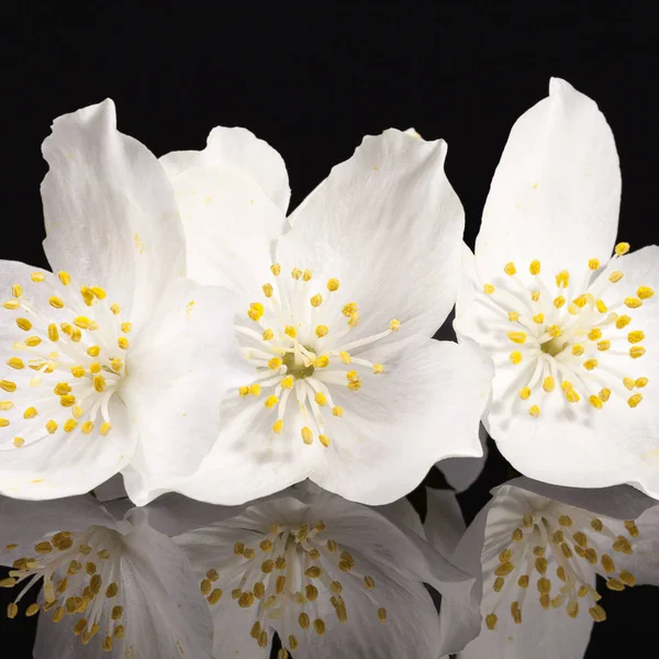 Gelsomino fiori bianchi isolati su sfondo nero — Foto Stock