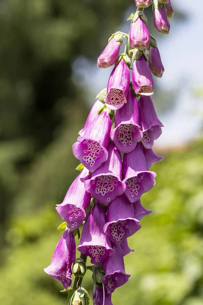 Flowers of foxglove (Digitalis purpurea) in the garden — Stock Photo, Image