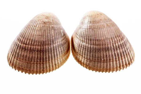 两个海贝壳的软体动物孤立在白色背景上. — 图库照片