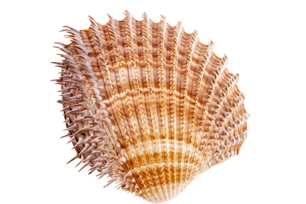 Conchiglie di mollusco isolate su fondo bianco, ravvicinate — Foto Stock