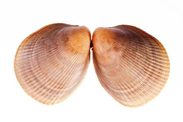 Duas conchas marinhas de molusco isoladas sobre fundo branco . — Fotografia de Stock