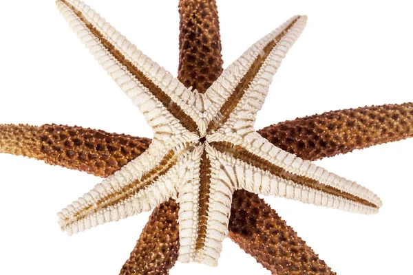 Estrelas do mar isoladas sobre fundo branco, close up — Fotografia de Stock