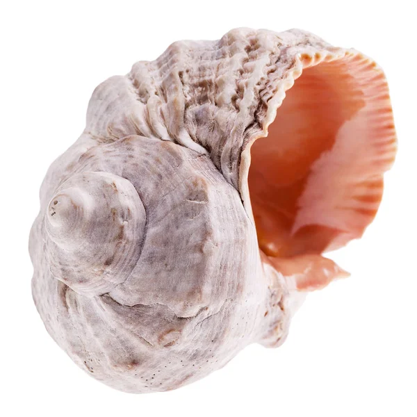 Singola conchiglia di lumaca marina isolata su sfondo bianco — Foto Stock