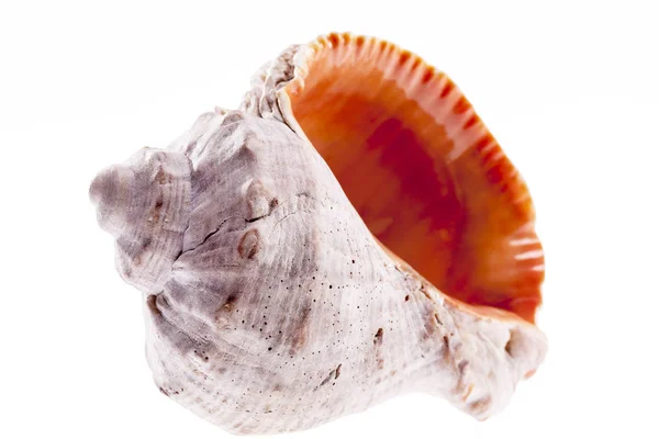 Unique coquille d'escargot marin isolé sur fond blanc — Photo