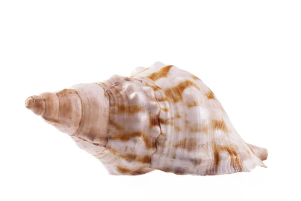 Cáscara de mar única de caracol marino, caracol de caballo aislado sobre fondo blanco — Foto de Stock