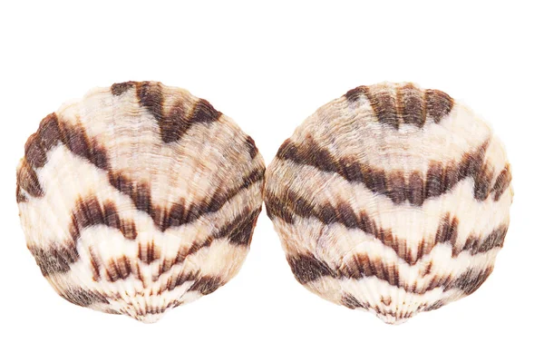 两个海贝壳的软体动物孤立在白色背景上 — 图库照片