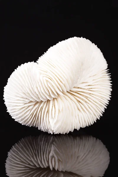 Sea shell of fungia coral isolated on black background — Stock Photo, Image
